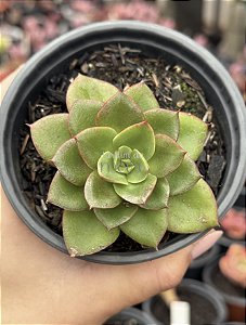 Echeveria salsa verde