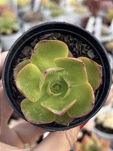 Echeveria salsa verde