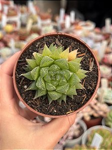 Haworthia cooperi gordoniana