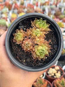 Haworthia cooperi gordoniana(colônia)