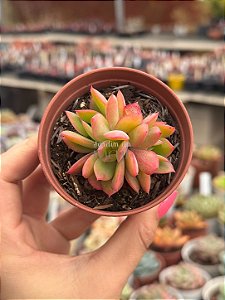 Echeveria luella