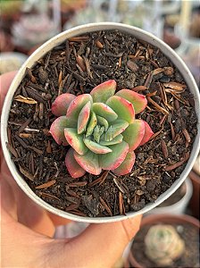Echeveria luella