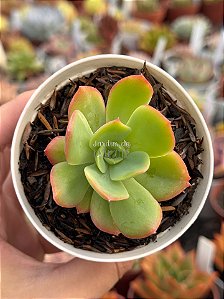 Echeveria luella