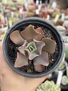 Echeveria takasago no okina