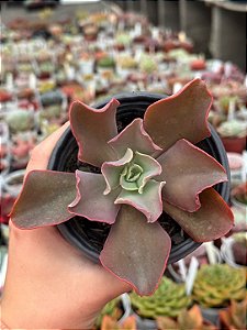 Echeveria takasago no okina