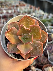 Echeveria takasago no okina