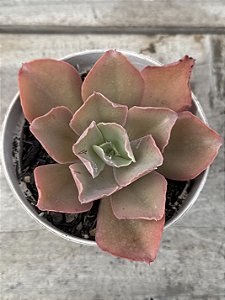 Echeveria takasago no okina
