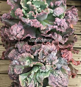 Echeveria hibrida francesa