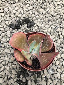 Echeveria hibrida francesa