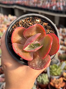 Echeveria copahue