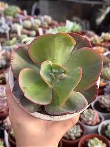 Echeveria copahue (sem raiz)