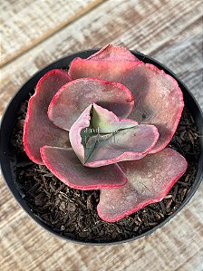 Echeveria Copahue M