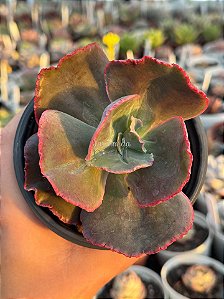 Echeveria copahue