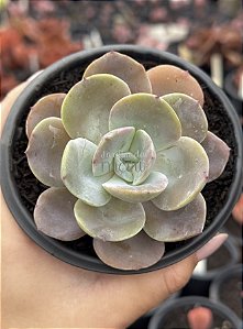 Echeveria fundy