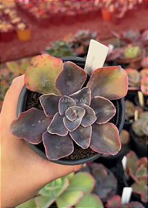 Echeveria violacina