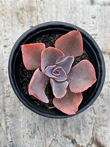 Echeveria violacina
