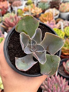 Echeveria violacina (sem raiz)