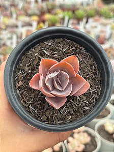 Echeveria violacina