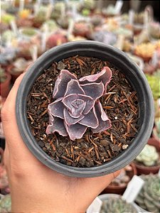 Echeveria violacina