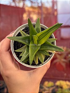 Aloe black gem variegata