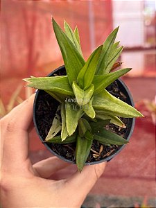 Aloe black gem variegata