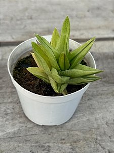 Aloe black gem variegata