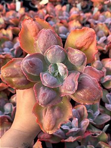 Echeveria snow bunny - Jardim da Mari Suculentas