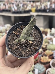 Stapelia yellow flavopurpurea