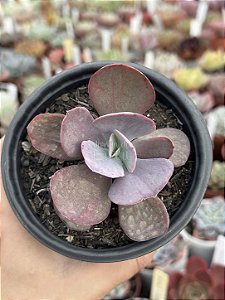 Echeveria dreams and phantasms M