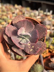 Echeveria dreams and phantasms M