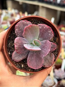 Echeveria dreams and phantasms M
