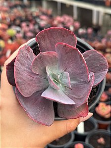 Echeveria dreams and phantasms