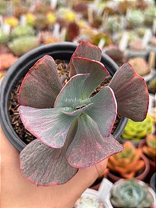 Echeveria dreams and phantasms