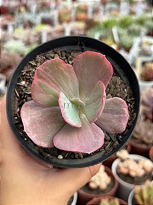 Echeveria dreams and phantasms