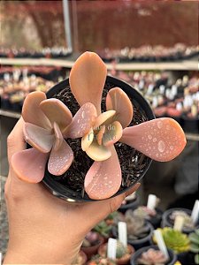 Pachyveria opal moon