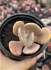 Pachyveria opal moon