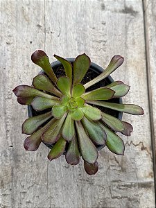 Aeonium arboreum ( SEM RAIZ)