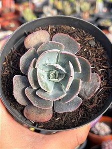 Echeveria elektra