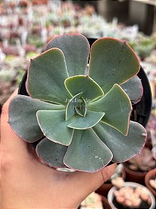 Echeveria elektra