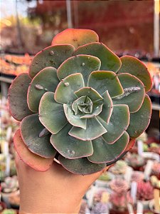Echeveria elektra