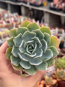 Echeveria vanessa
