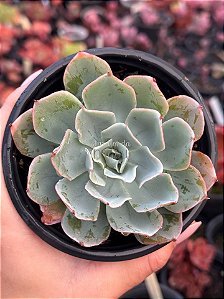 Echeveria vanessa