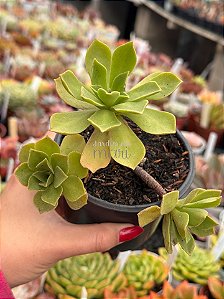 Aeonium globim