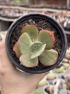 Echeveria hibrida M56