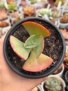 Echeveria hibrida M56