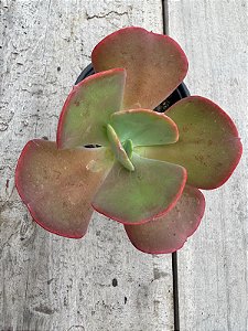 Echeveria hibrida  M56 ( SEM RAIZ)