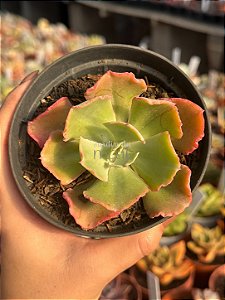 Echeveria harry butterfield