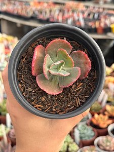 Echeveria harry butterfield