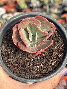 Echeveria harry butterfield