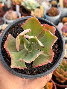 Echeveria harry butterfield (sem raiz)